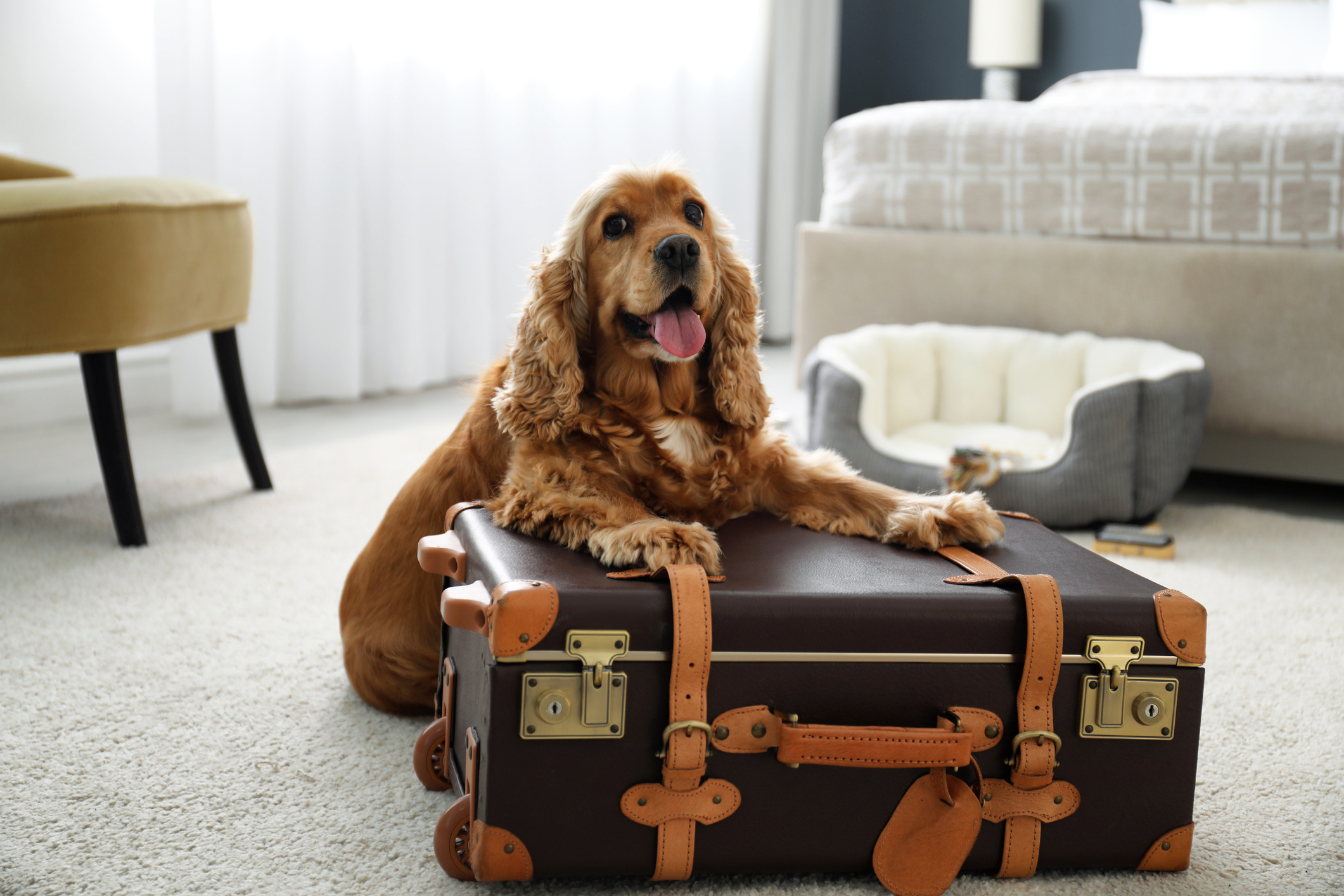 Dog with luggage at pet-friendly hotel in San Antonio, TX