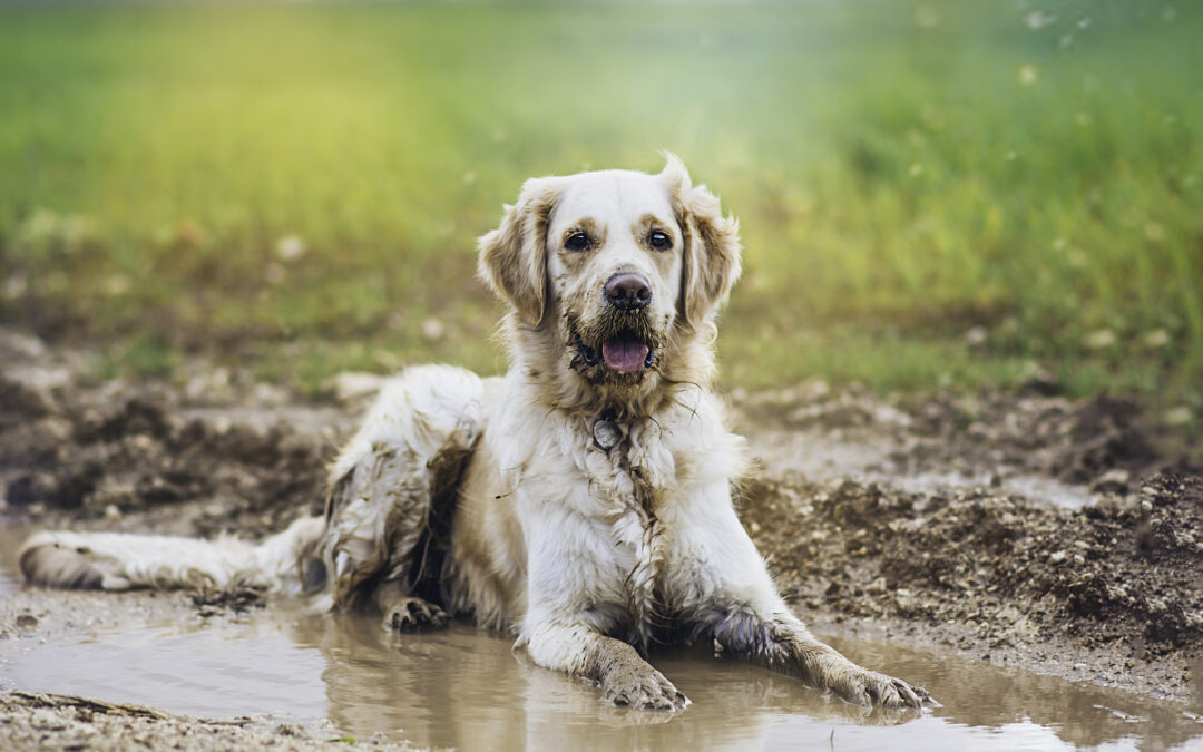 how do I know when my dog needs a bath