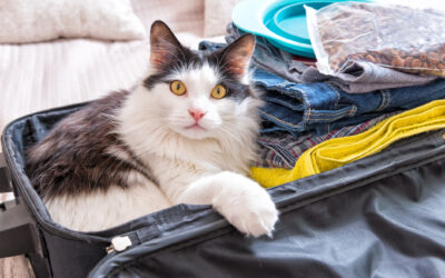 What Do Cats Think When You Leave Them for Vacation?
