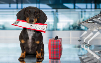 What Does Boarding Mean in Pet Care?