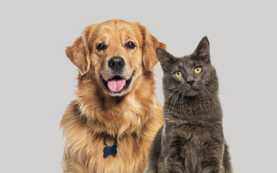 What to Expect After Boarding Your Dog and Cat