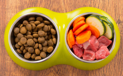The Pros and Cons of Raw Diets for Dogs