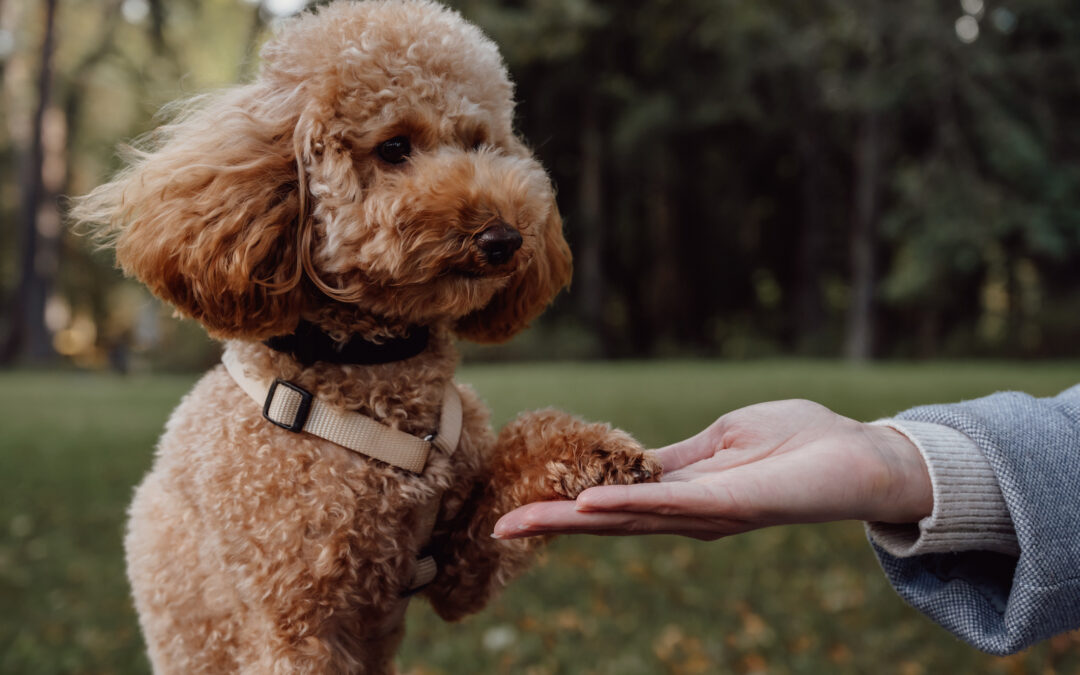 private dog training vs group classes