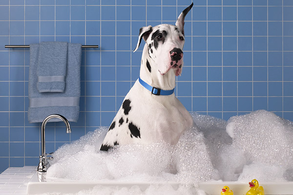 dog grooming mill hall pa