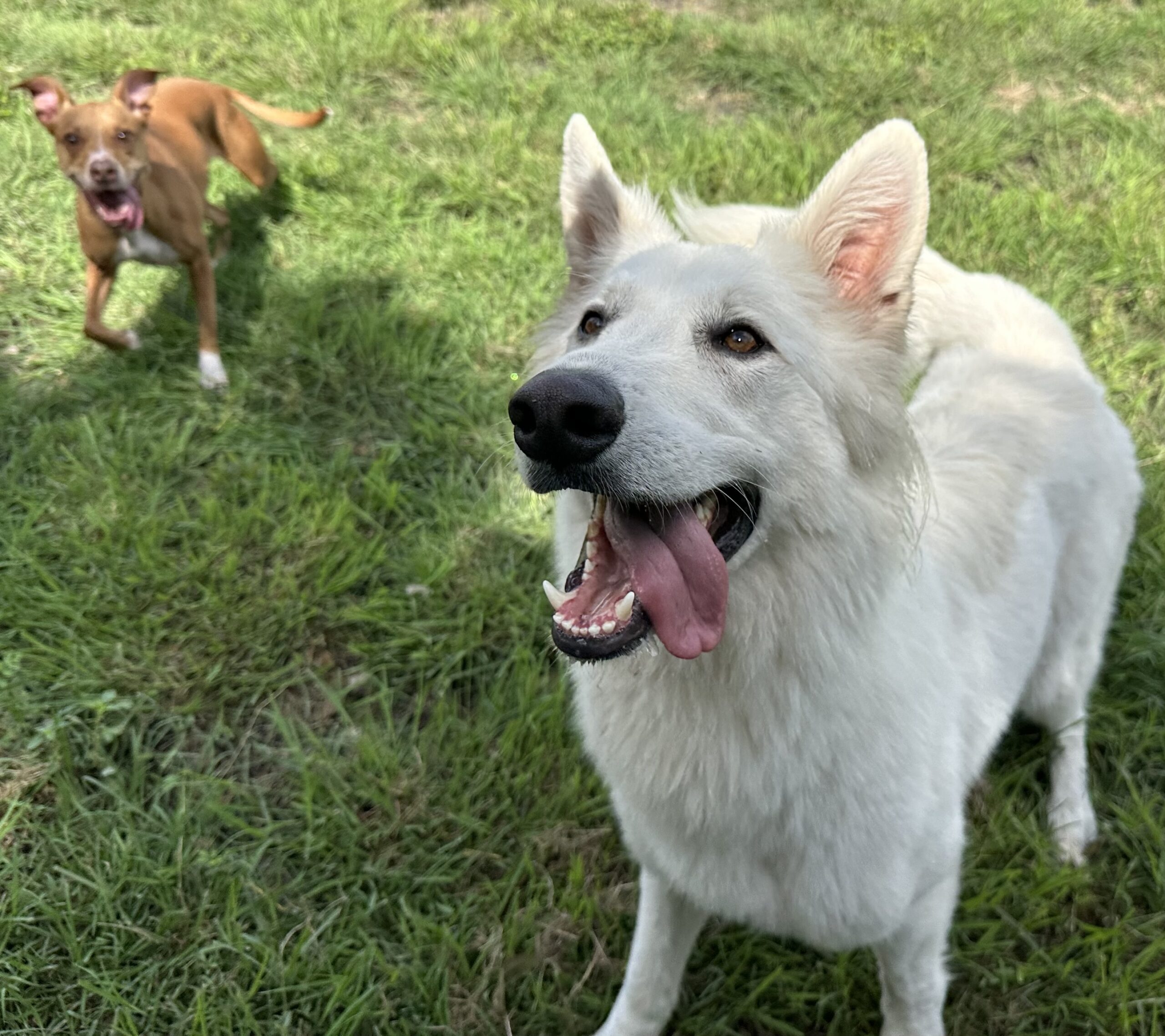 pet boarding converse tx