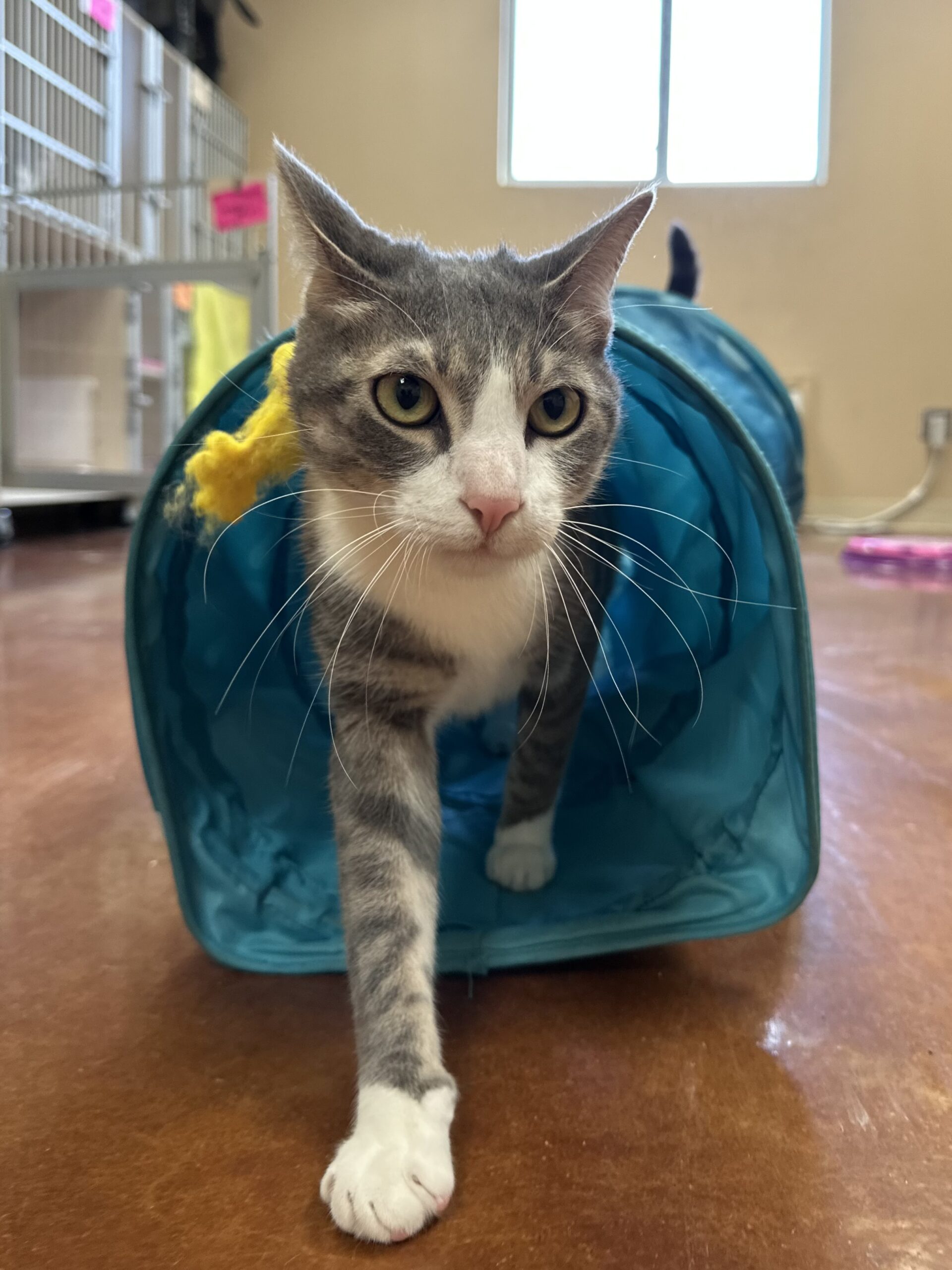 cat boarding converse tx