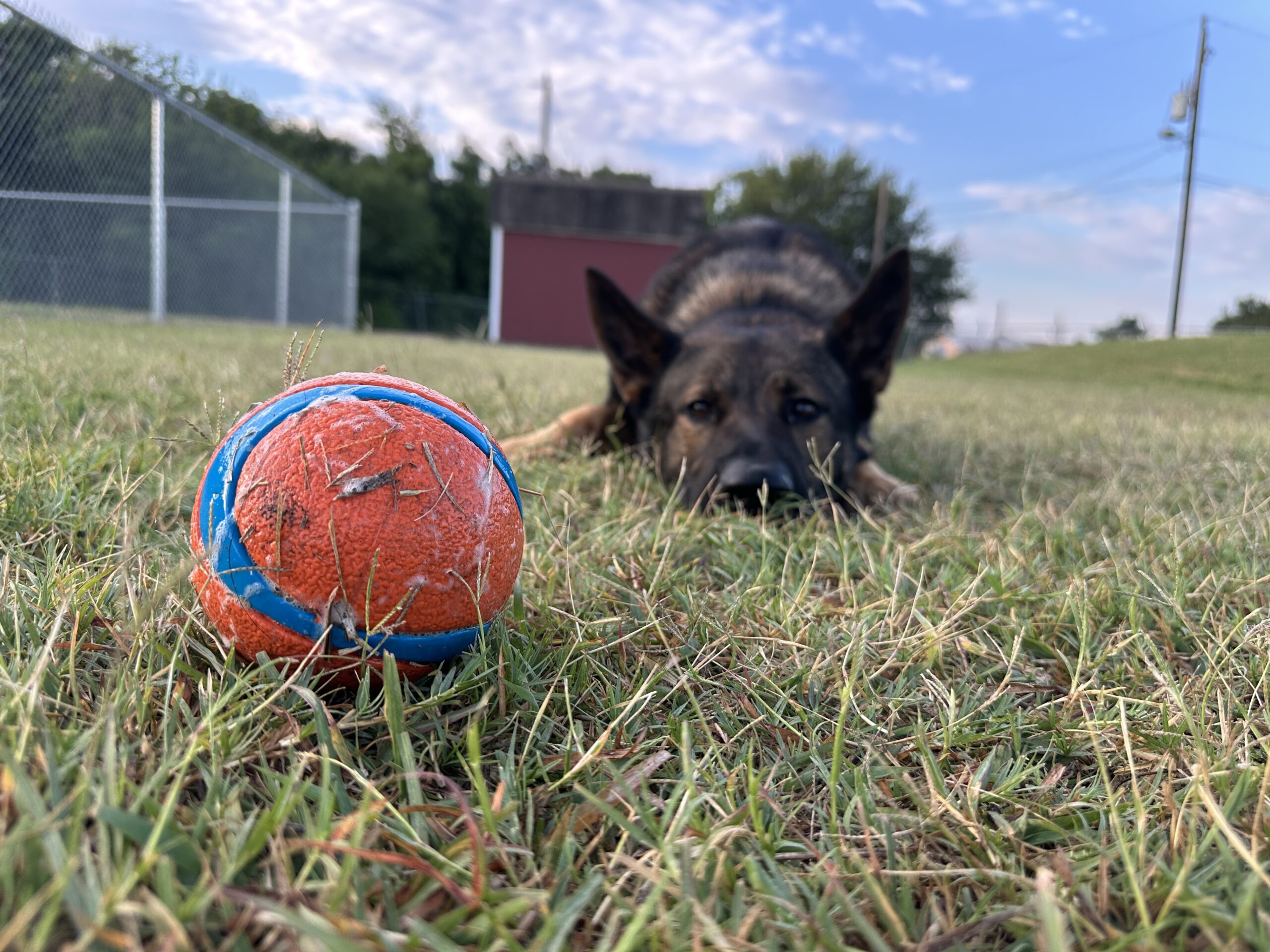 Dog sitting while training