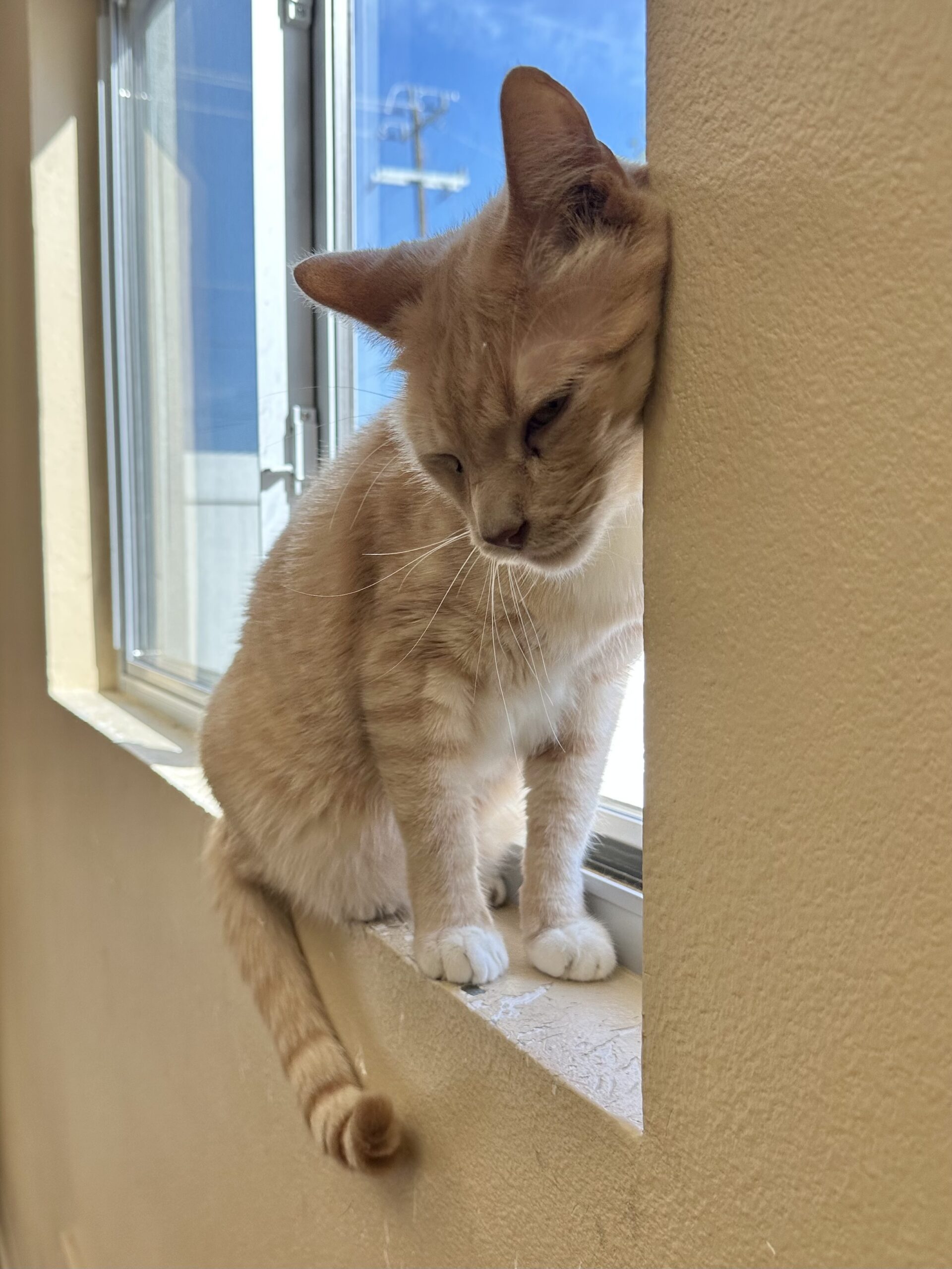 cat boarding converse tx