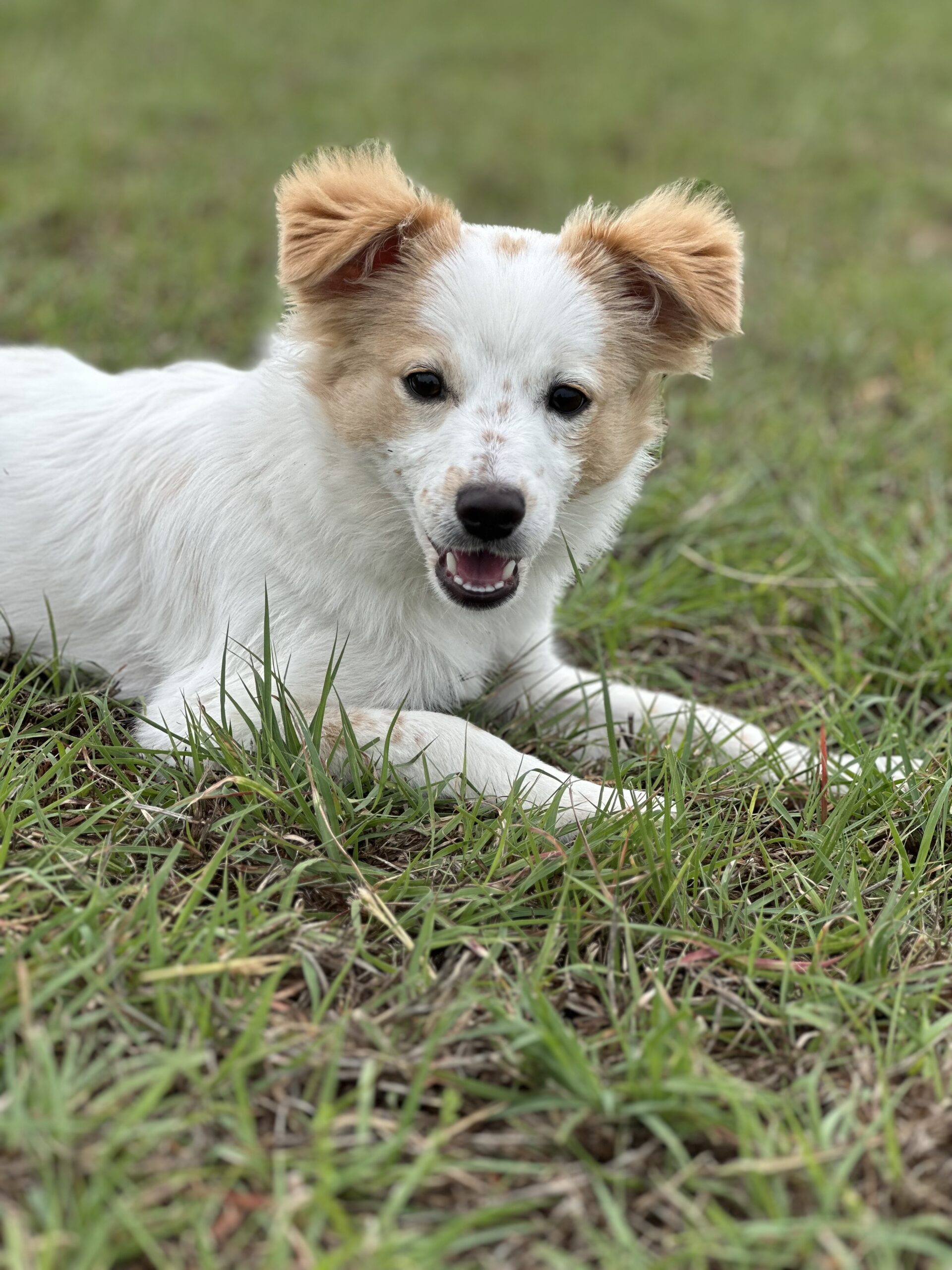 Dog sitting while training