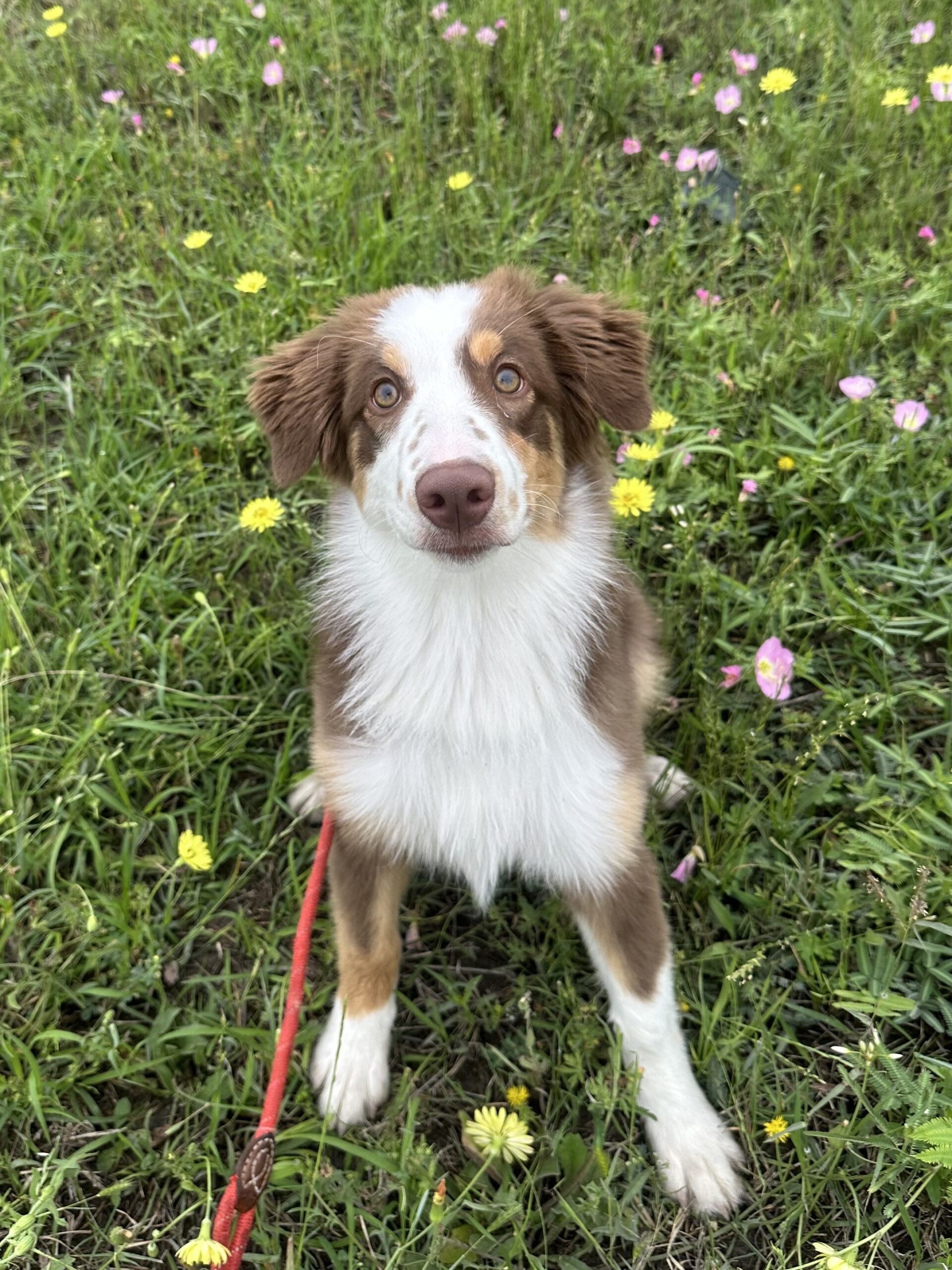 dog daycare mill hall pa