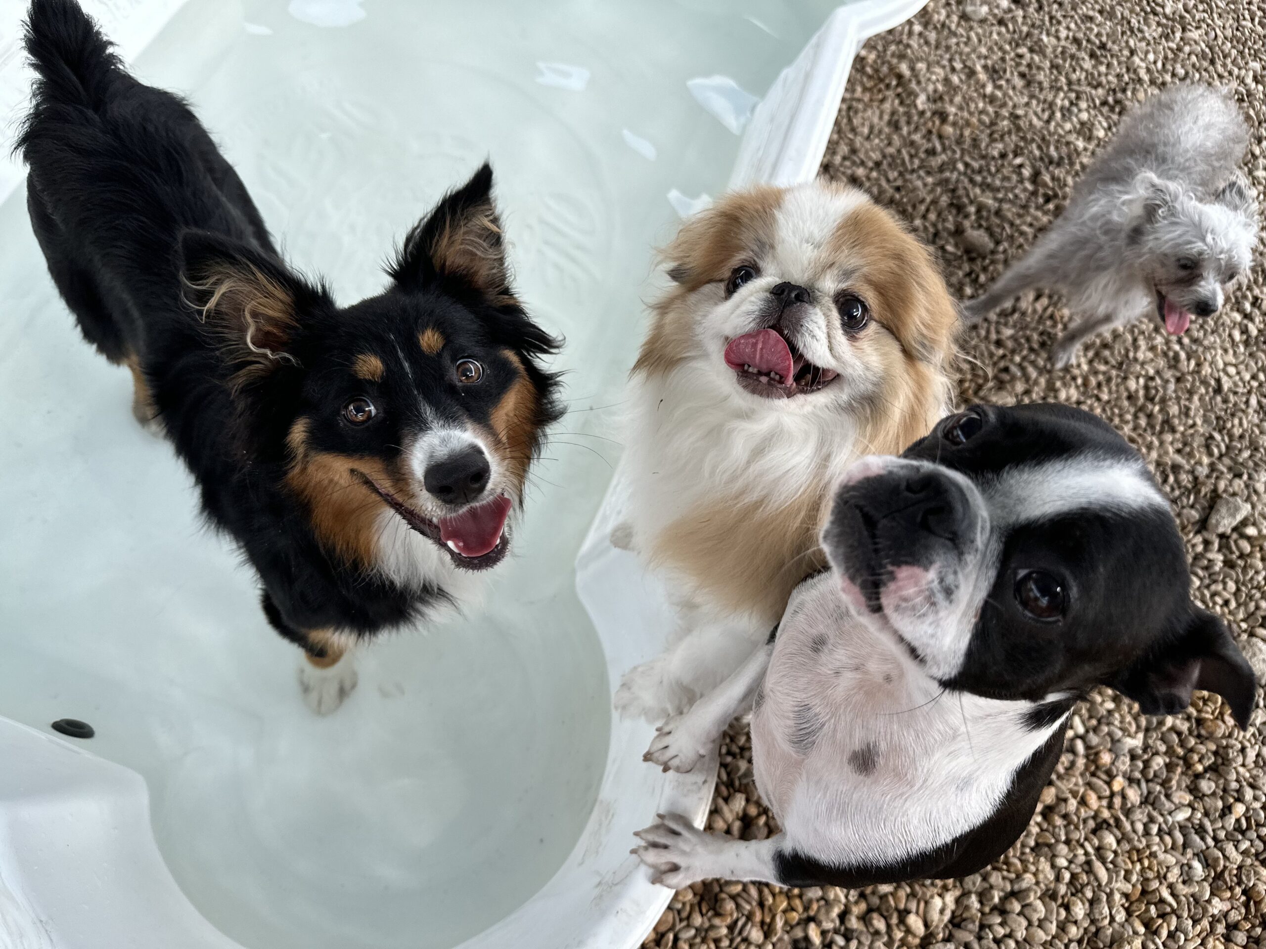 Dogs in pool