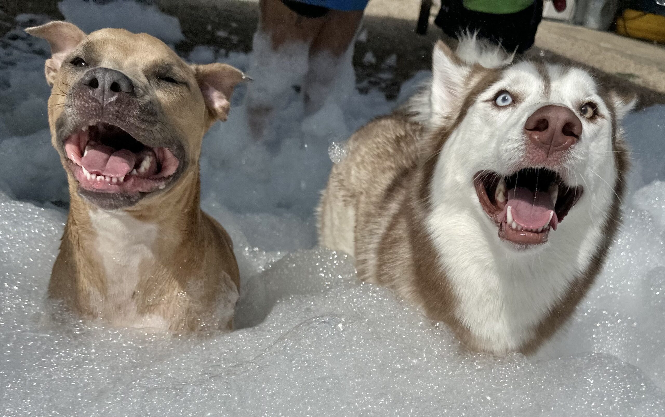 Dogs in bubbles