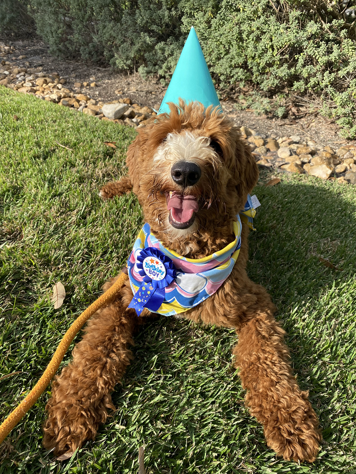 IMG_9213 Dog Daycare Events