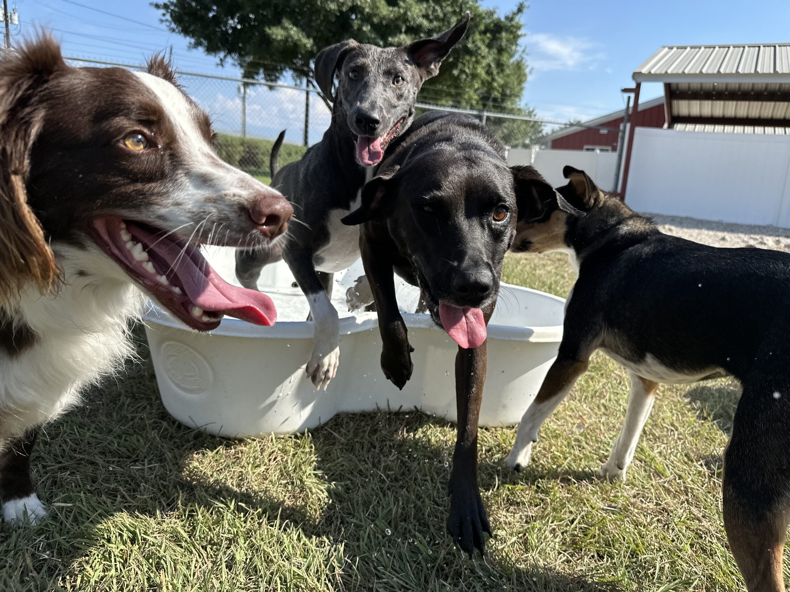 Puppy Socialization at Four Paws Inn