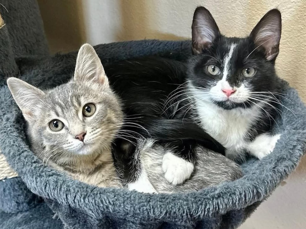 pet boarding converse tx