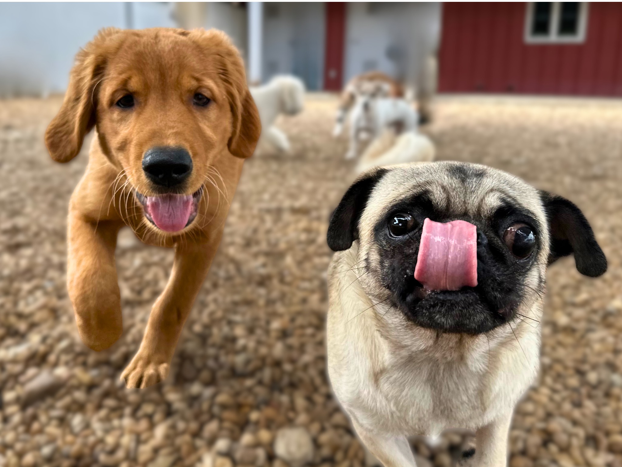 Puppy Socialization MV.zip - 2 Puppy Socialization at Four Paws Inn