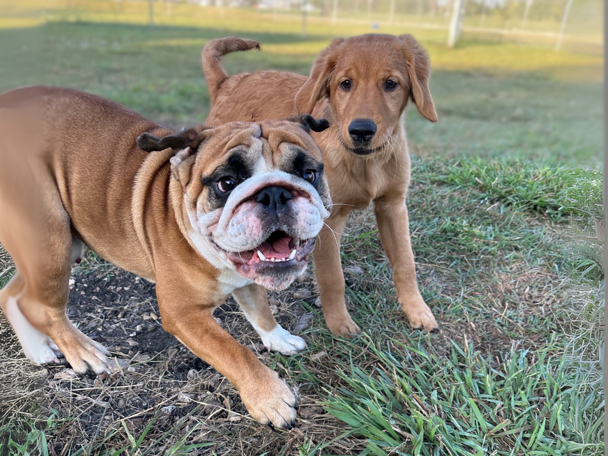 Puppy Socialization MV.zip - 3 Puppy Socialization at Four Paws Inn