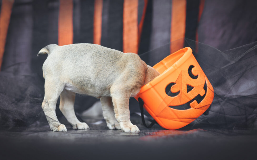 boarding-your-dog-for-halloween