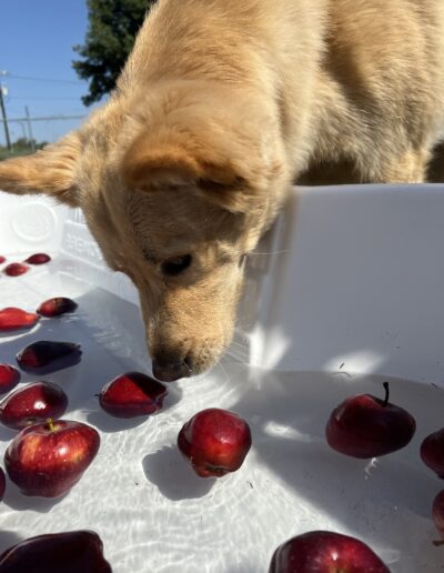Bobbing for apples event