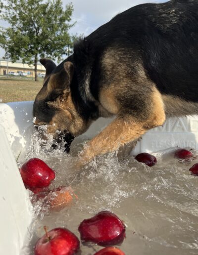 Bobbing for apples event