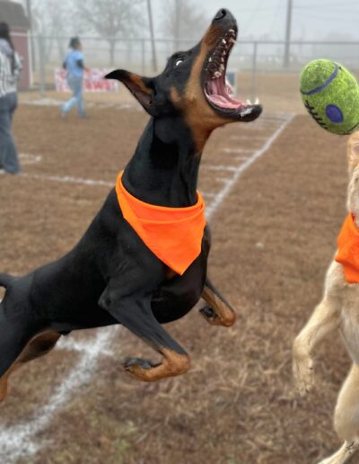 Puppy Bowl