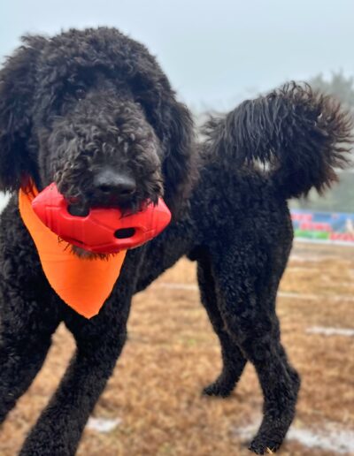 Puppy Bowl