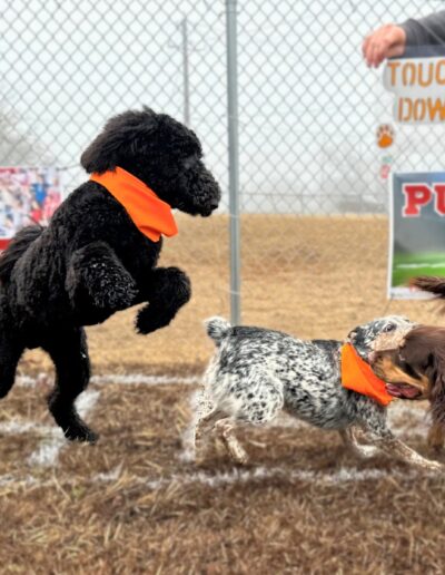 Puppy Bowl