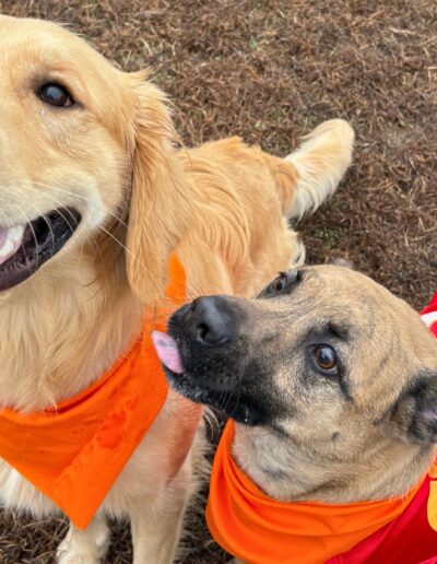 Puppy Bowl