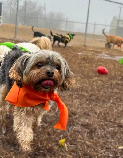 Puppy Bowl
