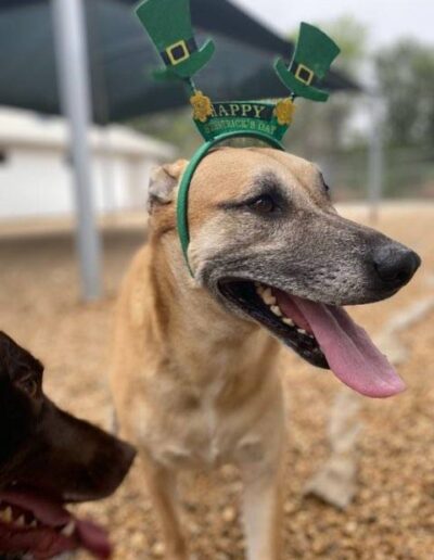 St. Patrick's Day event