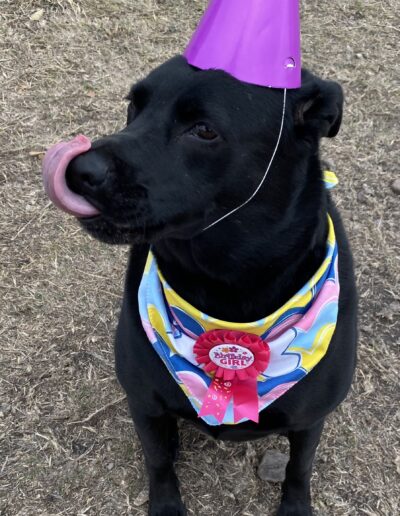 Birthday Pawties