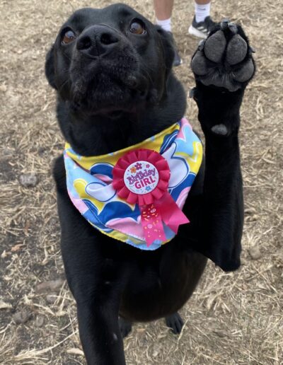 Birthday Pawties
