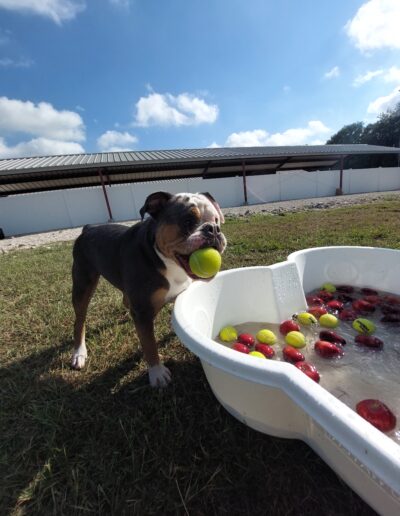 Bobbing for apples event