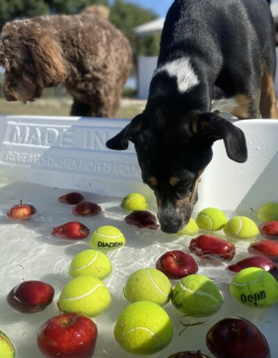 Bobbing for apples event