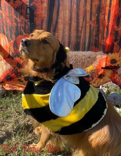 Halloween Contest