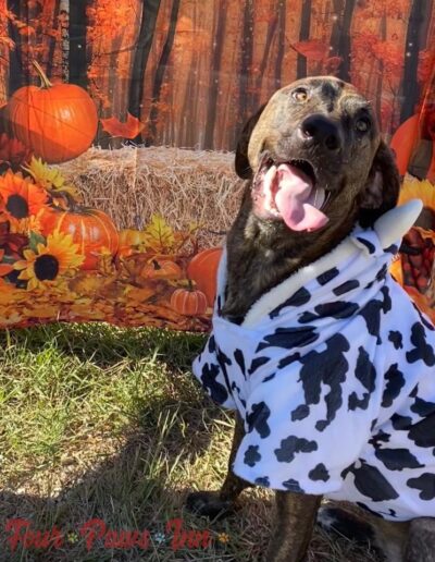Halloween Contest