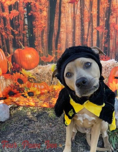 Halloween Contest