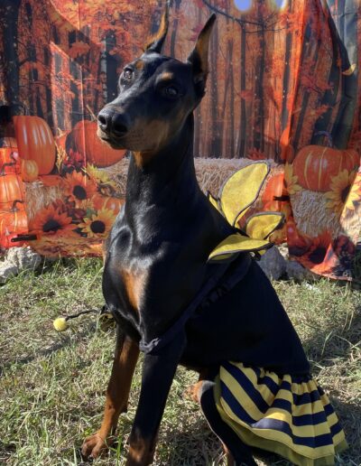 Halloween Contest