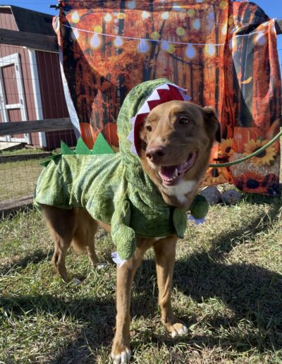 Halloween Contest