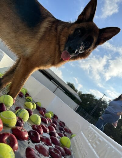 Bobbing for apples event