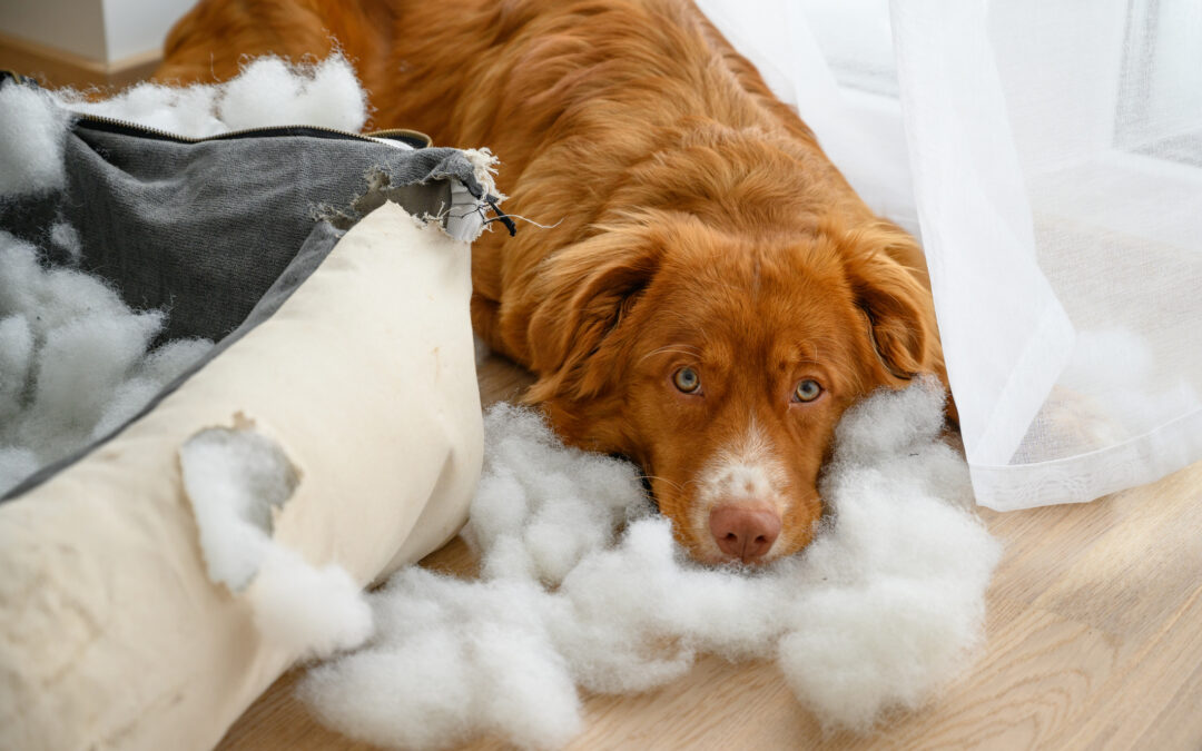 common-behavioral-issues-dog-training-can-resolve