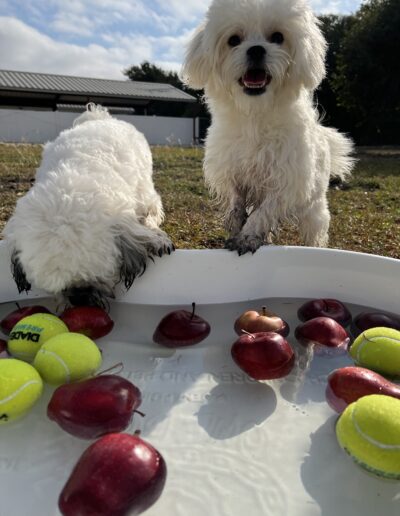Bobbing for apples event