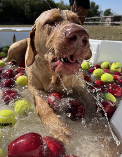 Bobbing for apples event