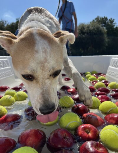 Bobbing for apples event