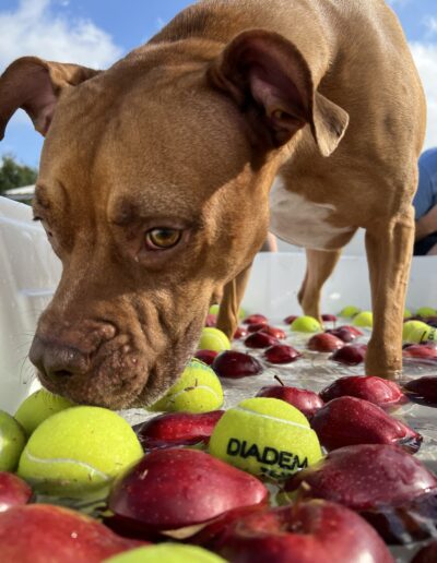 Bobbing for apples event