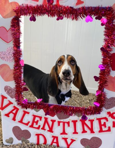 Valentine's Day