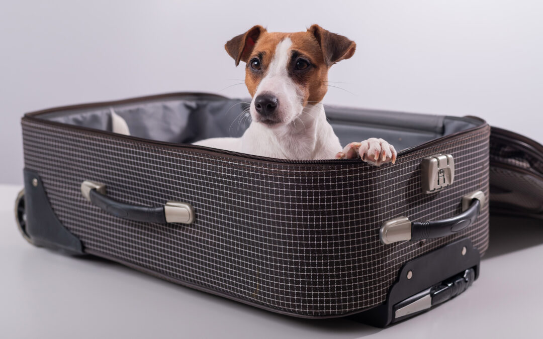 what-to-pack-for-your-pets-stay