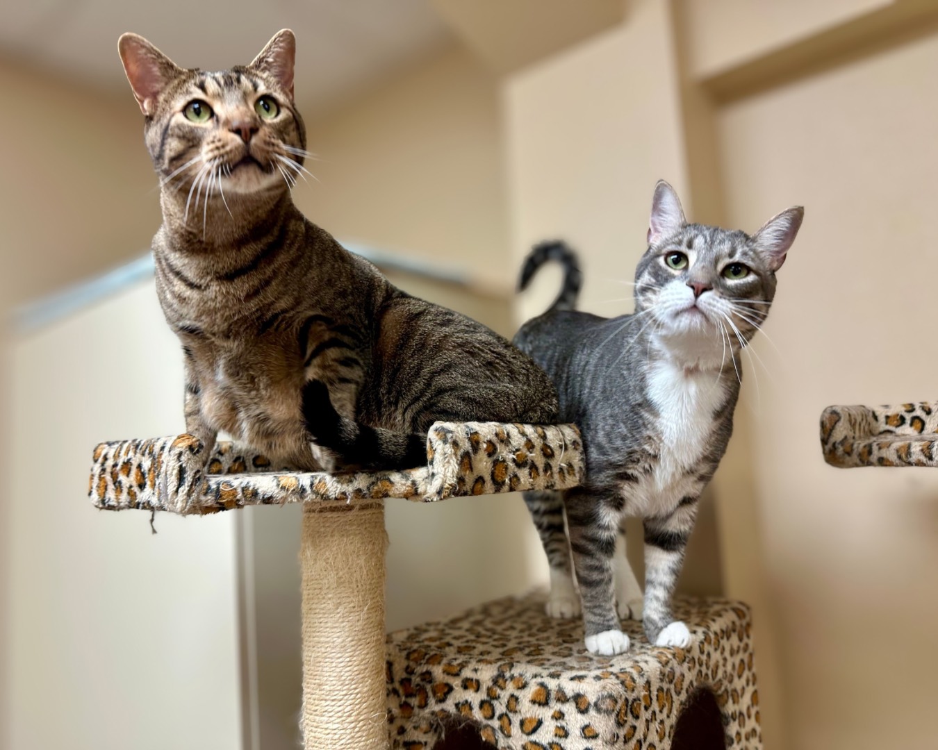 Cat Boarding at Four Paws Inn