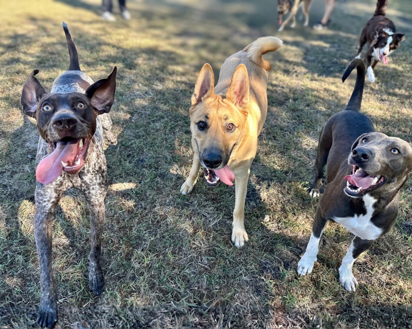 Dog Daycare at Four Paws Inn
