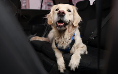 Should I Bring My Dog on a Road Trip?